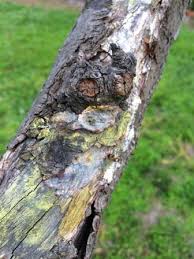 Tasty treats like tart plums or sweet peaches fruit trees tend to grow more branches than they need. Treating Fungal Growth On Fruit Trees The Links Site
