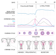 follicular phase wikipedia