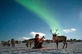 Deer play an important role in arctic ecosystems in europe, asia and north america image credit: Tromso Arctic Reindeer Experience Sami Dinner With Chance Of Northern Lights Included