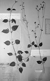 Image result for Stellaria mannii