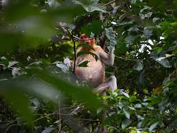 This page was last edited on 24 december 2019, at 03:40. Nasenaffen Auf Der Insel Pulau Gaya Im Norden Borneos