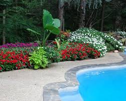 Pin By Robert Rivera On Pool Plants Around Pool Pool Landscape Design Landscaping Around Pool