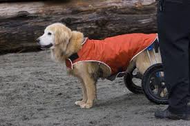 Cadeirinhas de rodas para animais veja como adquirir. Cadeira De Roda Para Cachorro Qualidade De Pet Para O Pet Cachorrogato