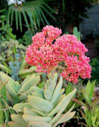 Image result for Crassula perfoliata