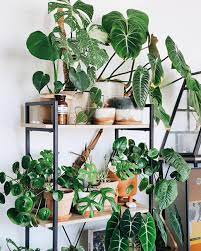 But, with these shops that we found in singapore, you'd be surprised to see how they turn. Urban Gardening In Singapore Where To Buy How To Care And Other Hacks For The Houseplant Obsessed Buro 24 7 Singapore