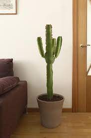 Comprar Euphorbia Ingens Arbol Candelabro Online Jardin Postal
