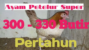 Maybe you would like to learn more about one of these? Jenis Jenis Ayam Kampung Petelur Terbaik Youtube