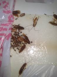 Hay muchos olores que los seres humanos, cucarachas, moscas y otros insectos no pueden soportar. Eliminar Cucarachas Pequenitas De La Cocina Ecoserra Tratamientos De Termitas Y Plagas En Valencia