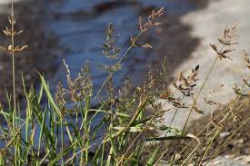 Image result for Polypogon