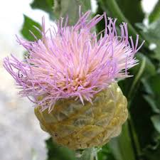 Image result for Vernonia centaureoides