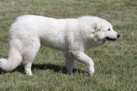 Black And White Great Pyrenees Dog The Largest Dog Breeds In The World Great Pyrenees Dog Dog Breeds Large Dog Breeds