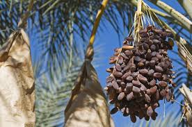 Pikbest telah menemukan 67385 buah kurma templat gambar desain untuk penggunaan komersial pribadi. Manfaat Kurma Ajwa Atau Nabi Yang Berhasil Tumbuh Di Ponorogo