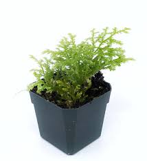 Image result for Selaginella tenerrima