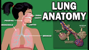 What part of the sternum is involved in the sternoclavicular articulation? Anatomy Of The Lungs Youtube