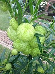 Balloon Plant Or Asclepias Physocarpa Bukidnon Asclepias Plants Flowers