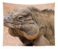 They are a heavy bodied animal much like the grand cayman blue iguana and have a tough, thick skin. A Close Up Of A Rhino Iguana Tapestry For Sale By Derrick Neill