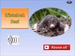 Kostebek Sesi Youtube