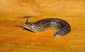 While an opossum's eyes appear black, they. Do Slugs Bite How Dangerous Are They Animal Hype