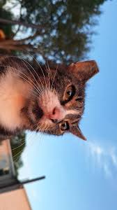 Kitty is lost 😞 She's been missing since Thursday 11/21/24 or Friday  11/22/24. I fear she may have climbed up under Shawn's truck at some point  & accidentally relocated herself that way,