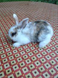 What is the gestation time of flemish giant rabbits? Mini Lop X Flemish Giant Cross 6 Babies Bunny Ridge Rabbitry Facebook