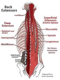 Intermediate extrinsic muscles of the back: Pin On Exercise