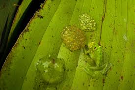 Image result for glass frog