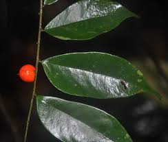 Image result for Dicranolepis