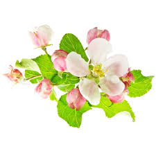 Image result for flowers against white background