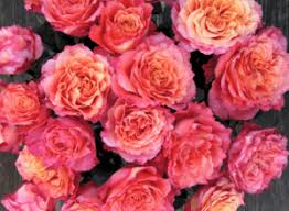 Microwave presses are available for purchase, but you can easily make one yourself as well. The Best Flowers For Drying And Pressing Mary Murrays Flowers