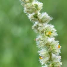 Image result for Kyphocarpa angustifolia