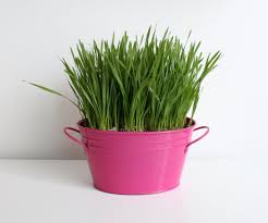 Best cat grass kits and seeds for munching and nibbling. How To Grow Cat Grass 5 Steps With Pictures Instructables