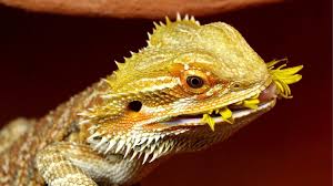 I have fead my bearded dragon cactus maybe about twice a month and it likes it. The Ultimate Bearded Dragon Feeding And Diet Guide