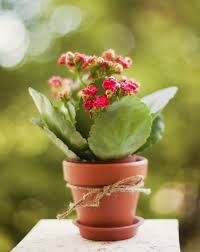 See more ideas about gifts, best gifts, gifts for men. Best Houseplant Gifts Tips For Indoor Plant Sharing With Others