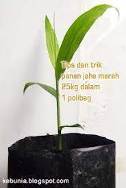 Pin Di Tempat Untuk Dikunjungi