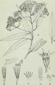 Image result for Solanecio cydoniifolius
