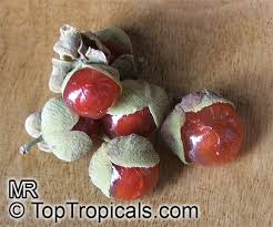 Image result for Pappea capensis