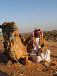 Brown camel sitting on desert wallpaper, egypt, pyramid, animals. Pin On Egypt