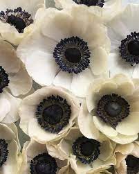 2 506 Likes 34 Comments Steph Turpin Fairynuffflowers On Instagram Their Stems Were Rotten But The Last Of Th Pretty Flowers Beautiful Flowers Anemone