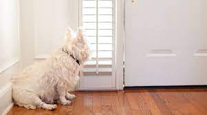 How To Stop A Dog Scratching A Door Using Positive Methods