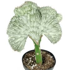 The coral cactus plant is a beautiful, potted plant variety, which can the coral cactus plant is a beautiful, potted plant variety, which can display a lot of versatility in beautifying outdoor we shall first look at how the plant is grown and propagated followed by tips on coral cactus care, to help it thrive. Euphorbia Lactea Cristata Coral Cactus Succulent Rare Crested Pink Cactus Succulents Box