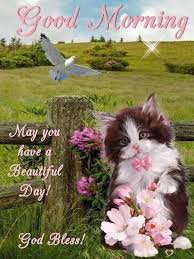Maybe you would like to learn more about one of these? 10 Beautifully Made Good Morning Quotes With Flowers In 2021 Good Morning Cat Morning Quotes Good Morning Greetings