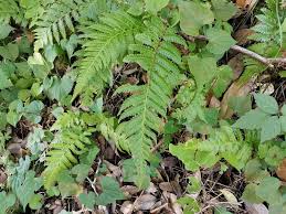 Image result for Stegnogramma