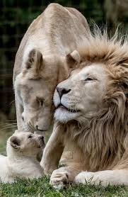 The Lion King Family Animals Animals Beautiful Majestic Animals