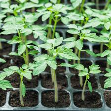 Image result for tomato seedling damping off