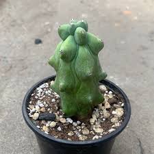 Image result for Myrtillocactus geometrizans