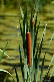 Image result for Typha