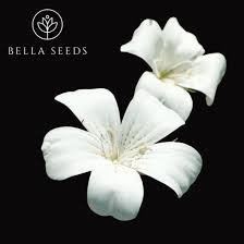 Image result for Agrostemma