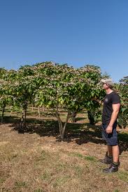 Image result for Clerodendrum melanocrater