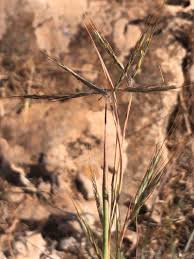 Image result for Hyparrhenia nyassae