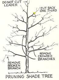 404 Not Found Pruning Fruit Trees Shade Trees Tree Pruning